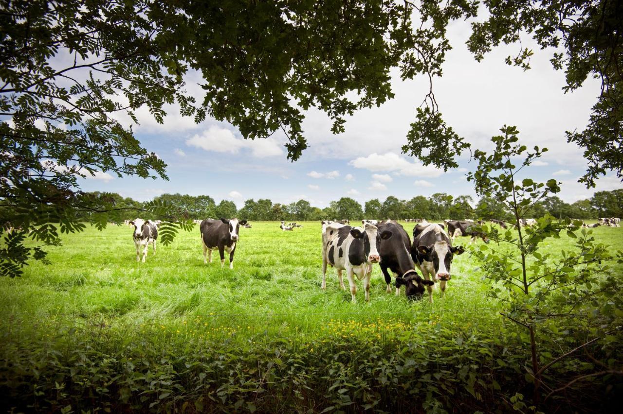 Countryside Eco Natuurhuisjes Ee Extérieur photo