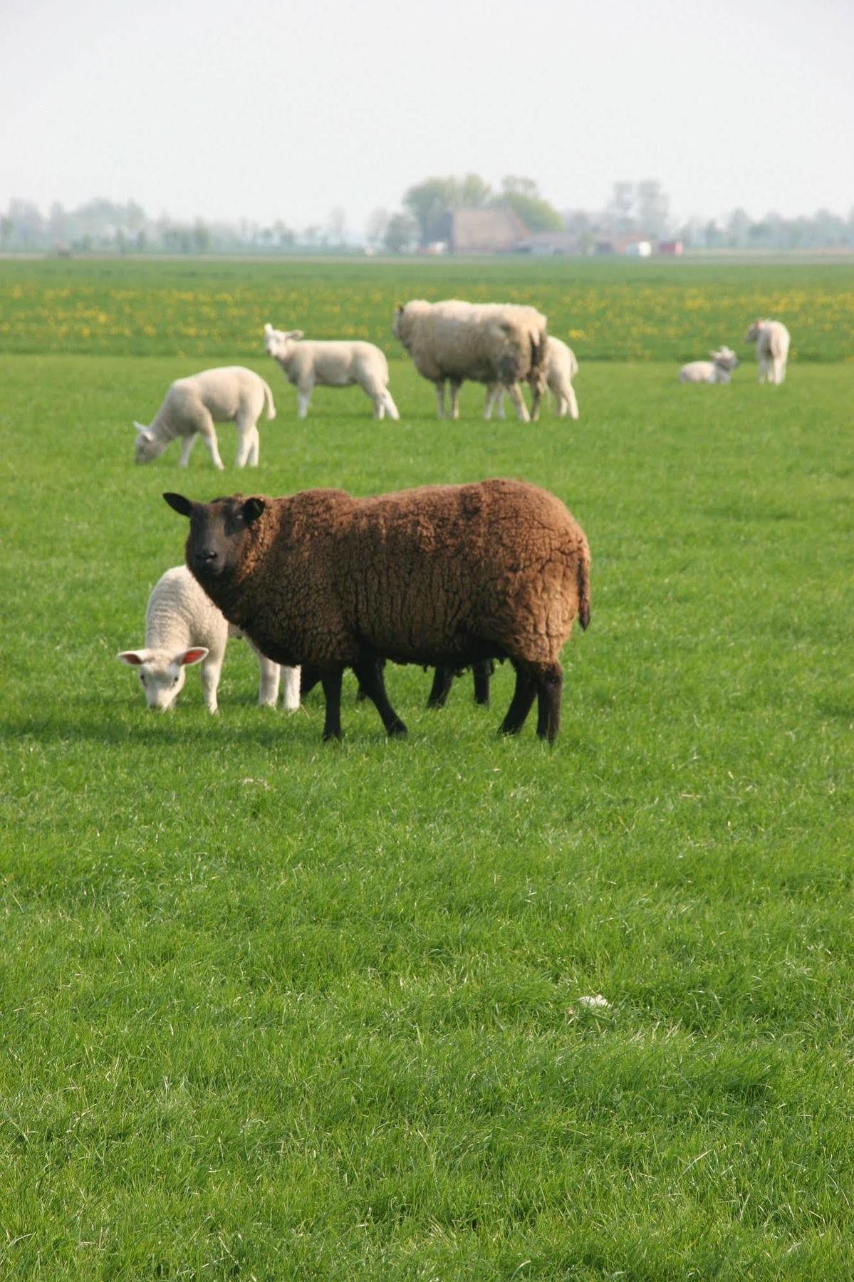 Countryside Eco Natuurhuisjes Ee Extérieur photo