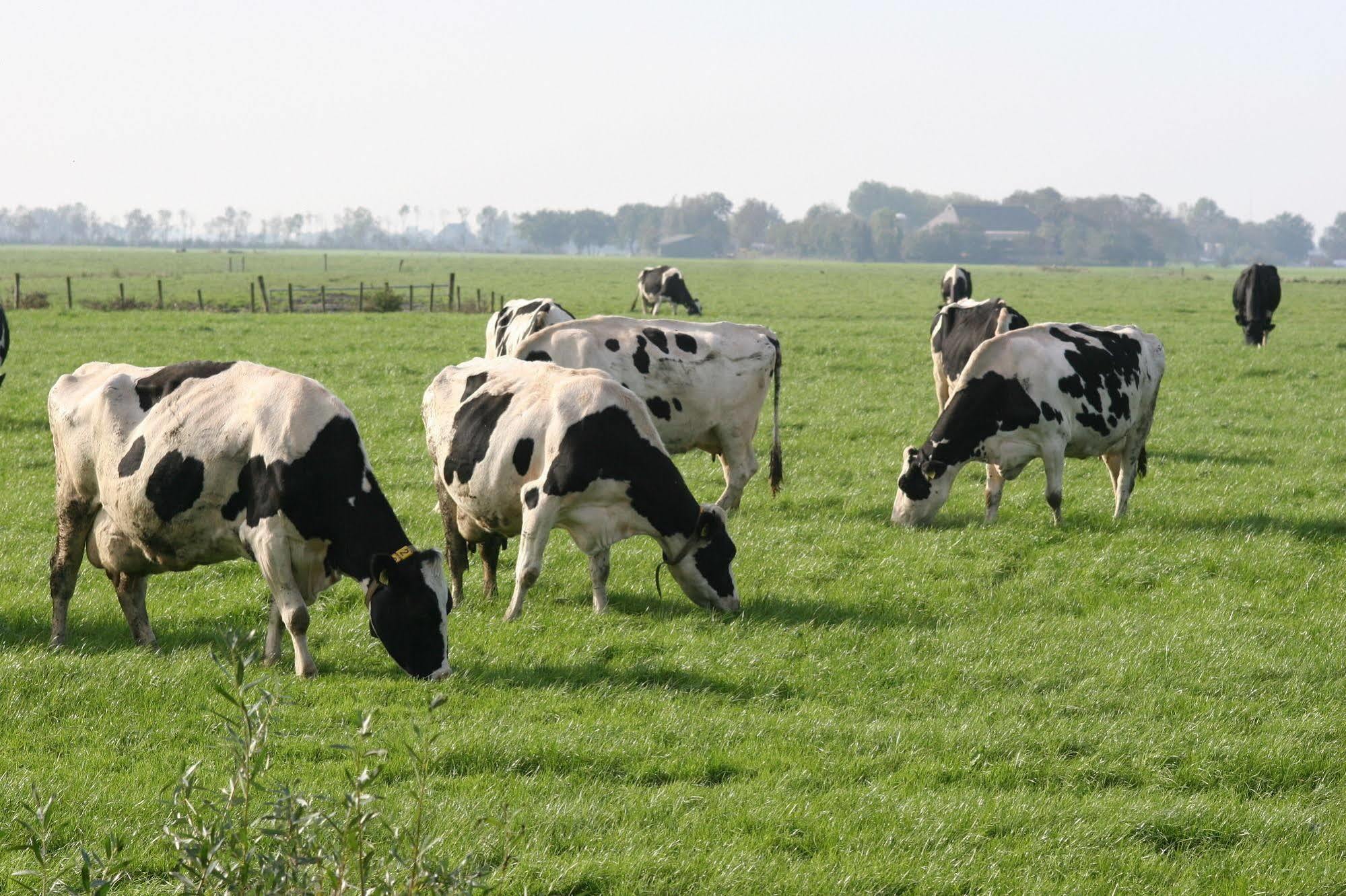Countryside Eco Natuurhuisjes Ee Extérieur photo